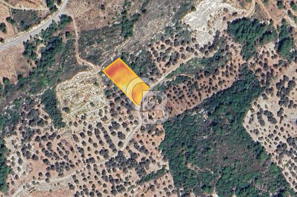 Karaburun Eğlenhoca'da Yola Cephe Göl Manzaralı Zeytinlik