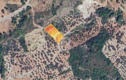 Karaburun Eğlenhoca'da Yola Cephe Göl Manzaralı Zeytinlik