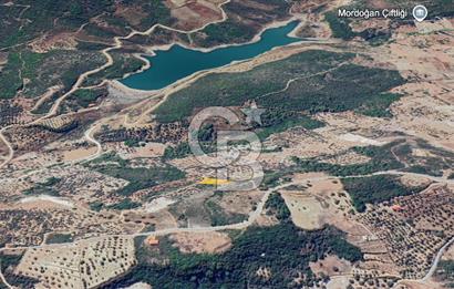 Karaburun Eğlenhoca'da Yola Cephe Göl Manzaralı Zeytinlik