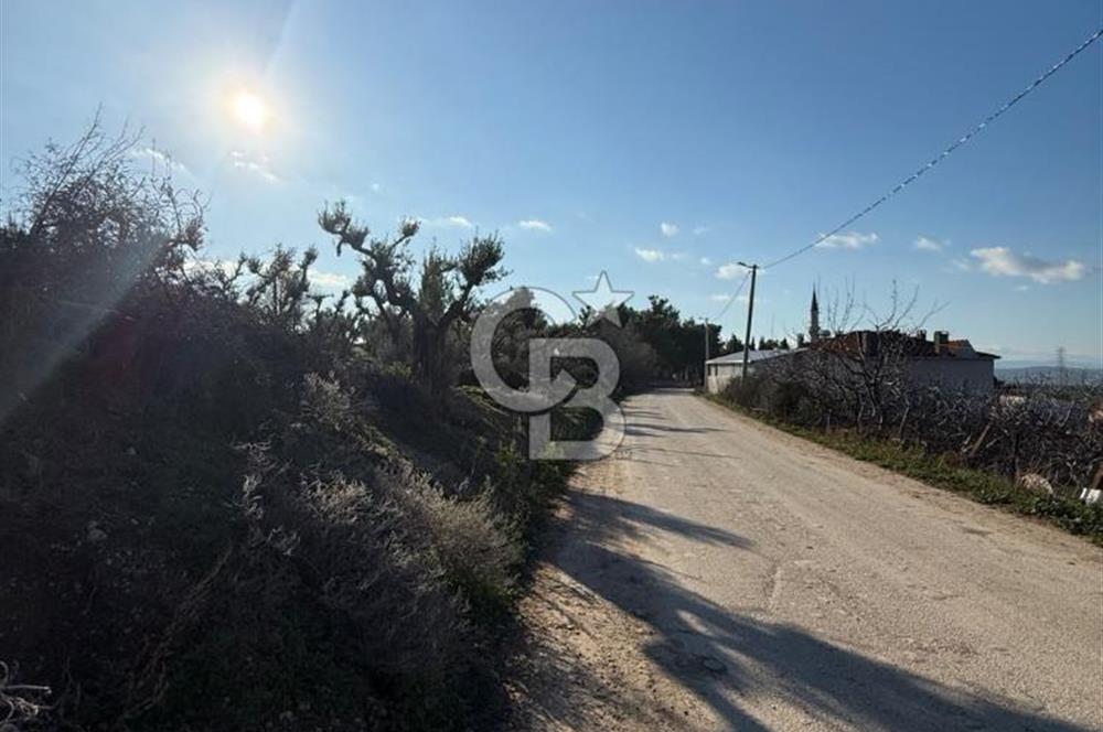 MUDANYA YAYLACIK KÖY MEYDANINDA ASFALT YOLA CEPHE