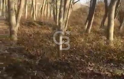 CB ENVOY TARAKLI ULUCAMİ'DE YOLA YAKIN 1600M² YATIRIMLIK BAHÇE