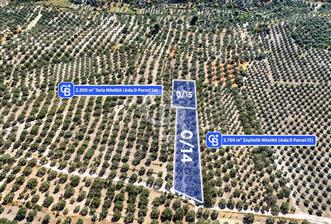 Manisa Akhisar B.Osmaniye'de 2 Parsel 4960 m² Fırsat Zeytinlik - 1 - 373263