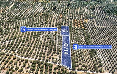 Manisa Akhisar B.Osmaniye'de 2 Parsel 4960 m² Fırsat Zeytinlik