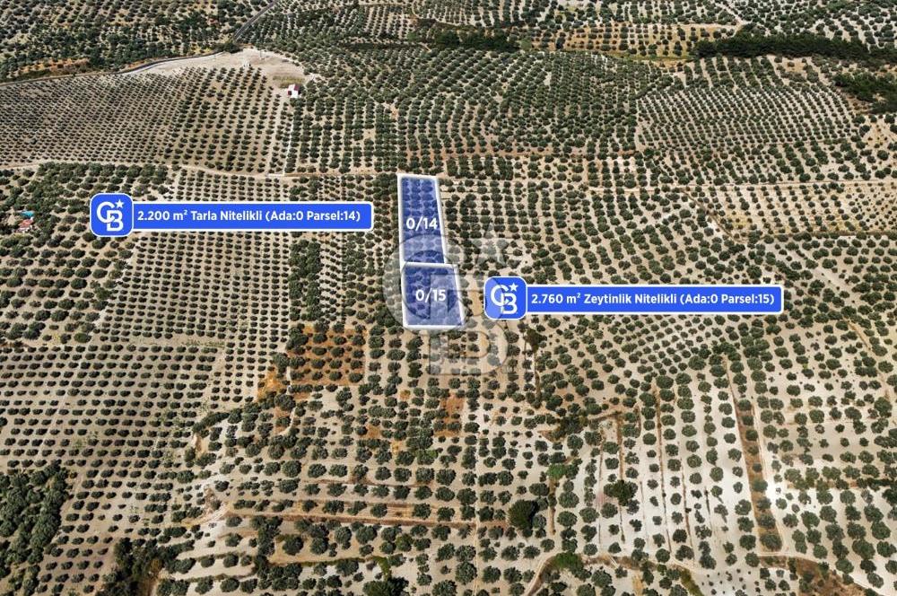 Manisa Akhisar B.Osmaniye'de 2 Parsel 4960 m² Fırsat Zeytinlik