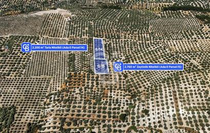 Manisa Akhisar B.Osmaniye'de 2 Parsel 4960 m² Fırsat Zeytinlik