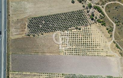 İZMİR-ÇANAKKALE KARAYOLU ÜZERİNDE SATILIK FIRSAT ARAZİ