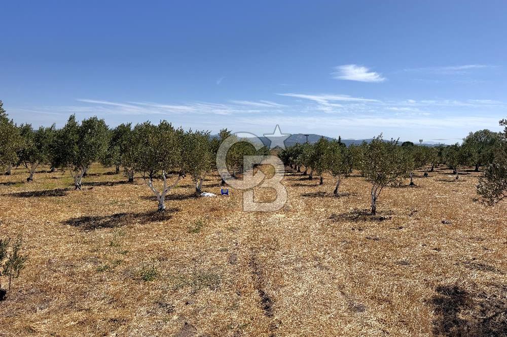 İZMİR-ÇANAKKALE KARAYOLU ÜZERİNDE SATILIK FIRSAT ARAZİ