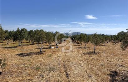 İZMİR-ÇANAKKALE KARAYOLU ÜZERİNDE SATILIK FIRSAT ARAZİ
