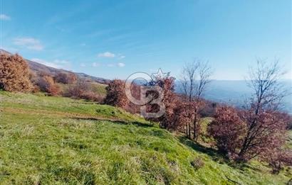 🌿 İZMİR KİRAZ BAŞARAN Mah. 10.945 M² SATILIK TARLA