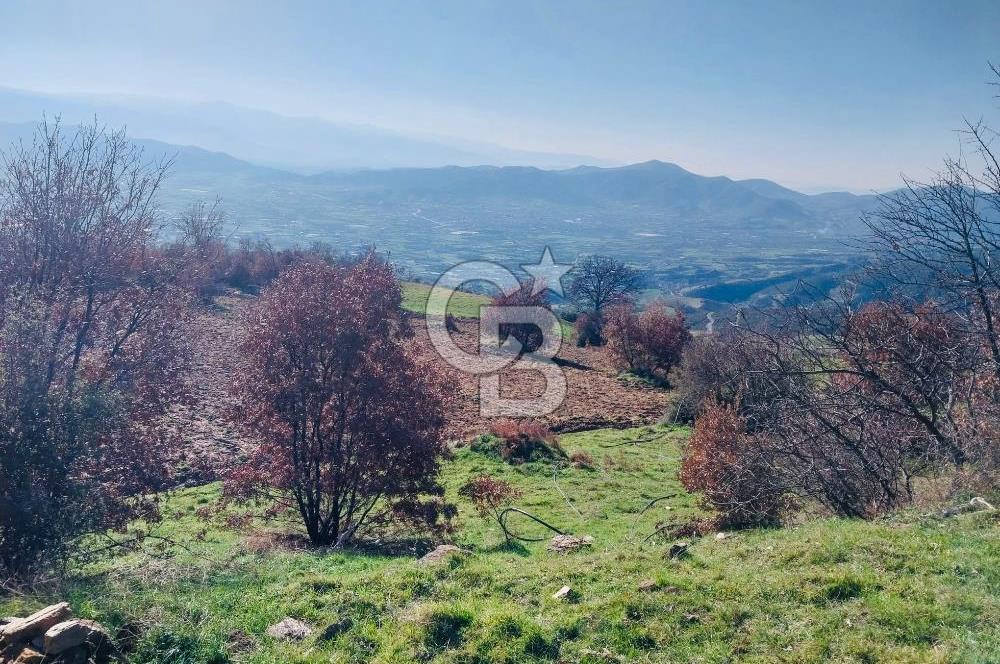 🌿 İZMİR KİRAZ BAŞARAN Mah. 10.945 M² SATILIK TARLA