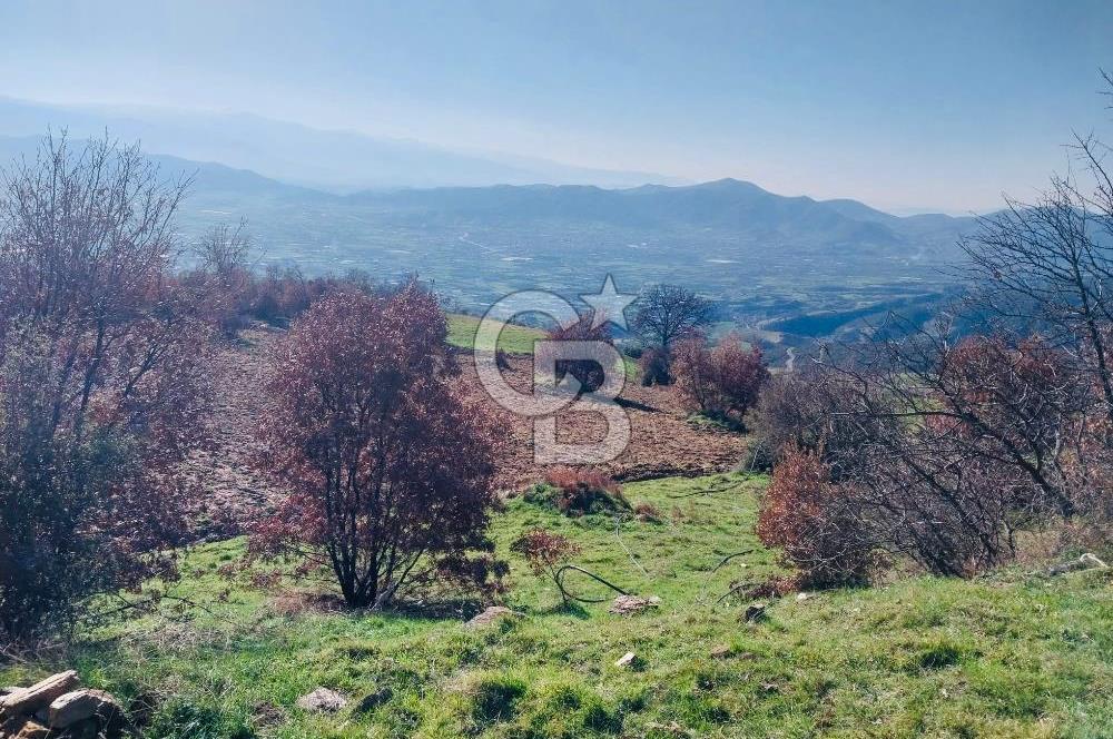 🌿 İZMİR KİRAZ BAŞARAN Mah. 10.945 M² SATILIK TARLA