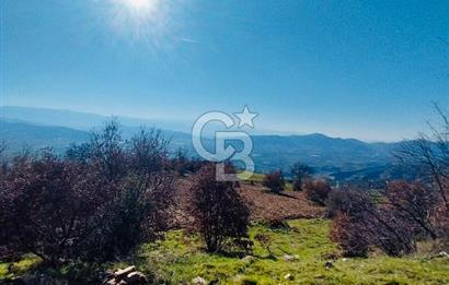 🌿 İZMİR KİRAZ BAŞARAN Mah. 10.945 M² SATILIK TARLA
