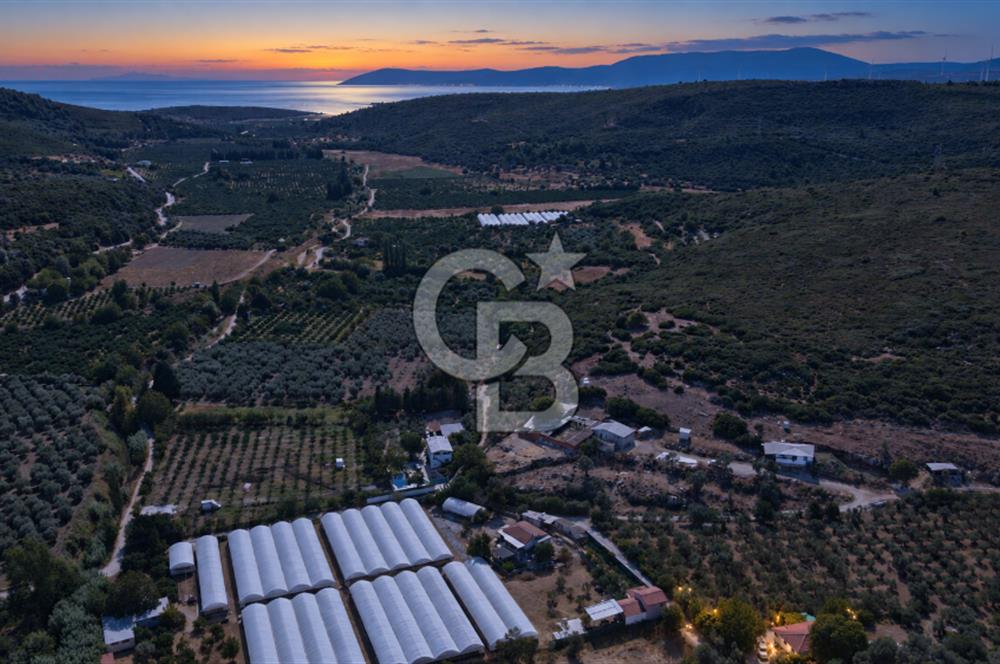 Seferhisar Bademler Çok Yakın Çiftlik Evi Zeytinli Tarla Herşey Dahil Satılık