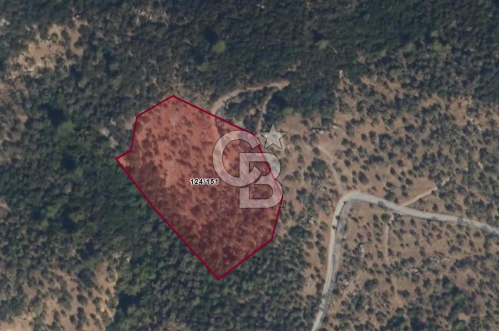 Muğla Milas Kemikler Satılık Uygun Fiyatlı Zeytinlik