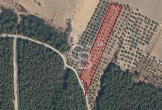 Muğla Milas Yakaköy Satılık Zeytinlik - 1 - 373630