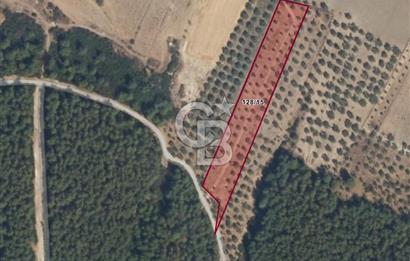 Muğla Milas Yakaköy Satılık Zeytinlik