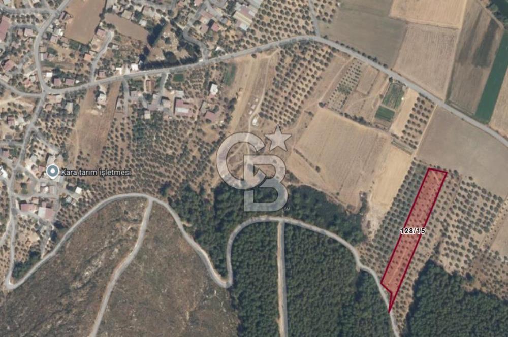 Muğla Milas Yakaköy Satılık Zeytinlik