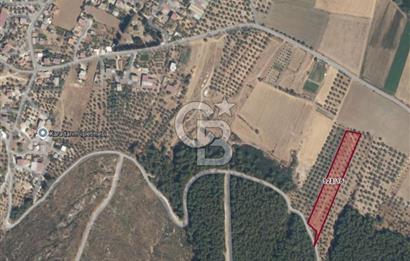 Muğla Milas Yakaköy Satılık Zeytinlik