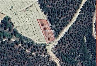 CB EAGLE'DAN SINDIRGI ÇAMALANI'NDA SATILIK 997,42 m² TARLA - 1 - 373623