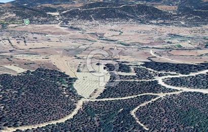 CB EAGLE'DAN SINDIRGI ÇAMALANI'NDA SATILIK 997,42 m² TARLA