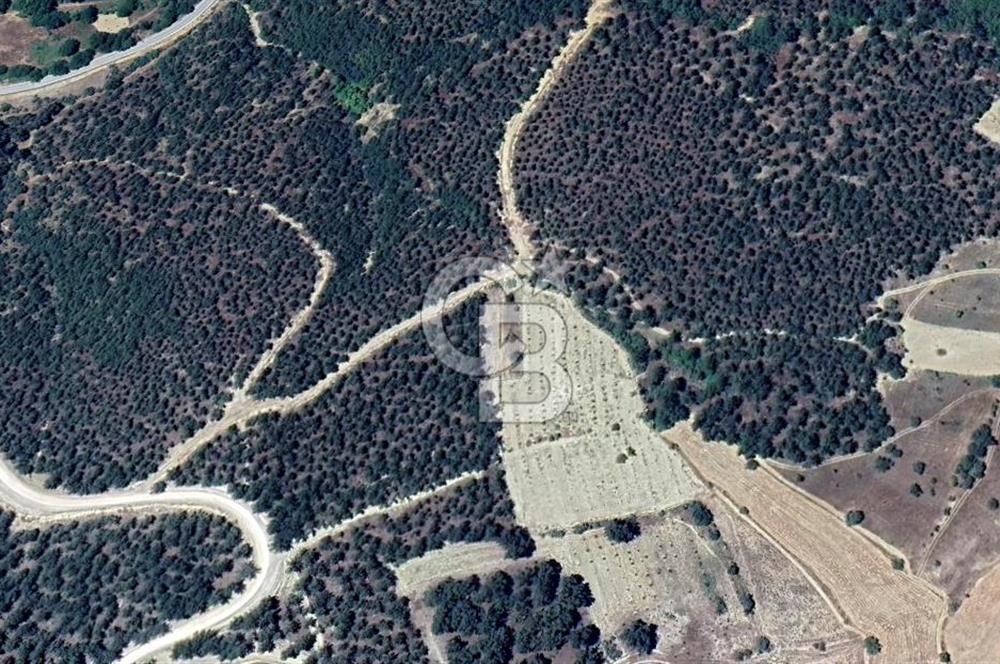CB EAGLE'DAN SINDIRGI ÇAMALANI'NDA SATILIK 997,42 m² TARLA