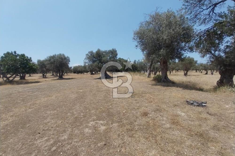 İzmir Güzelbahçe Yaka Mahallesi'nde Geleceğe Açılan Fırsat