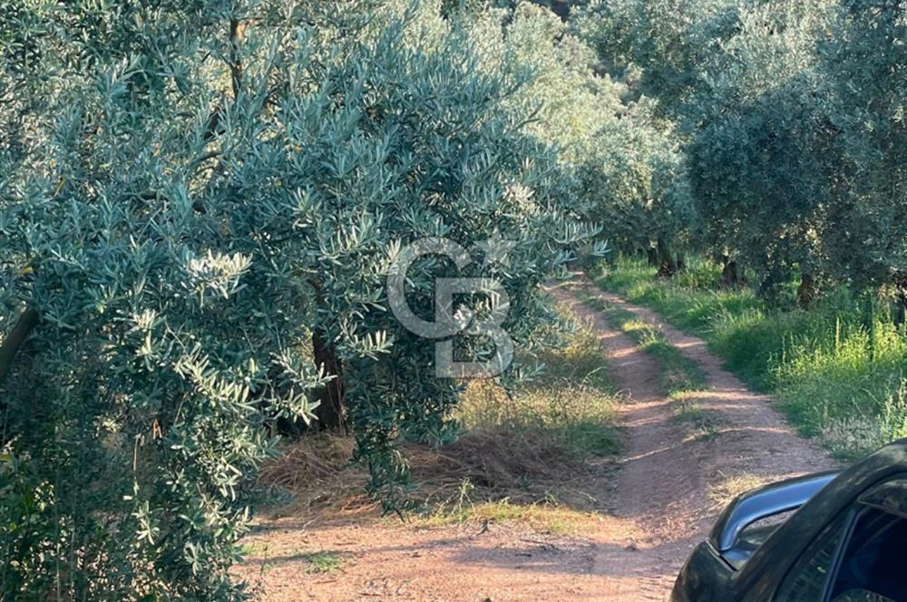 İznik Müşküle’de Göl Manzaralı, Göle ve Asfalta Yakın Zeytinlik