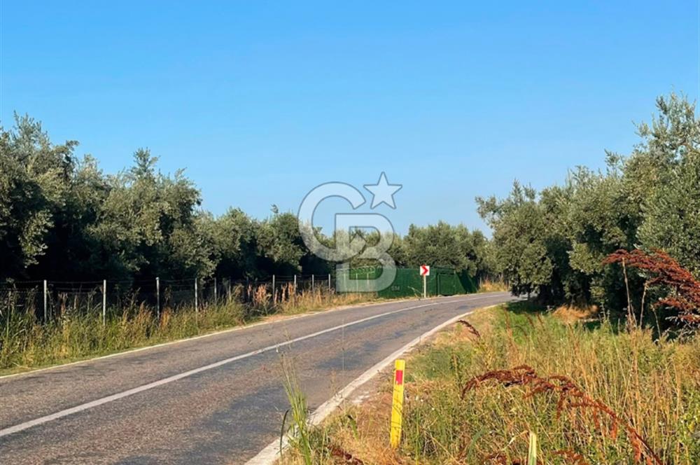 İznik Müşküle’de Göl Manzaralı, Göle ve Asfalta Yakın Zeytinlik