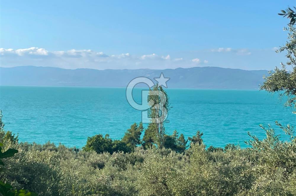 İznik Müşküle’de Göl Manzaralı, Göle ve Asfalta Yakın Zeytinlik