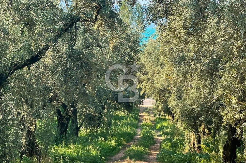 İznik Müşküle’de Göl Manzaralı, Göle ve Asfalta Yakın Zeytinlik
