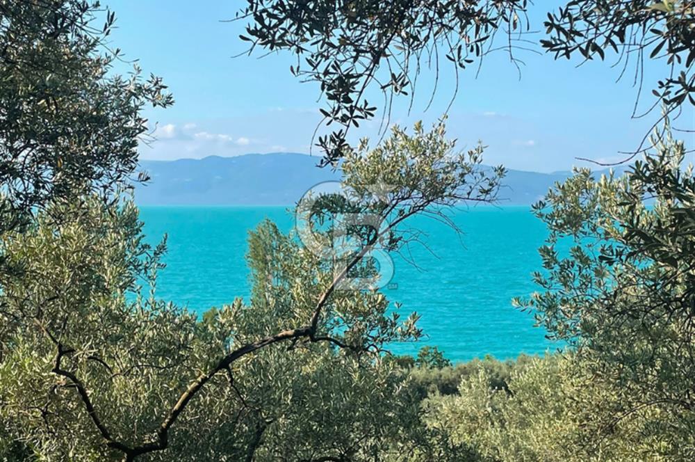 İznik Müşküle’de Göl Manzaralı, Göle ve Asfalta Yakın Zeytinlik