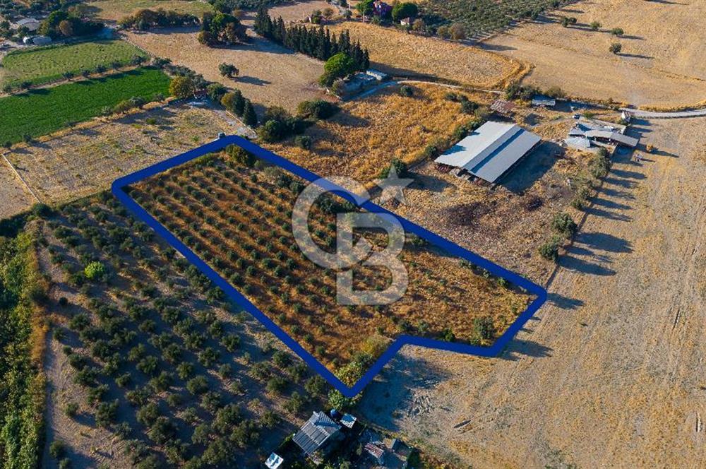 Foça Gerenköy'de Satılık Tek Tapu Tarla
