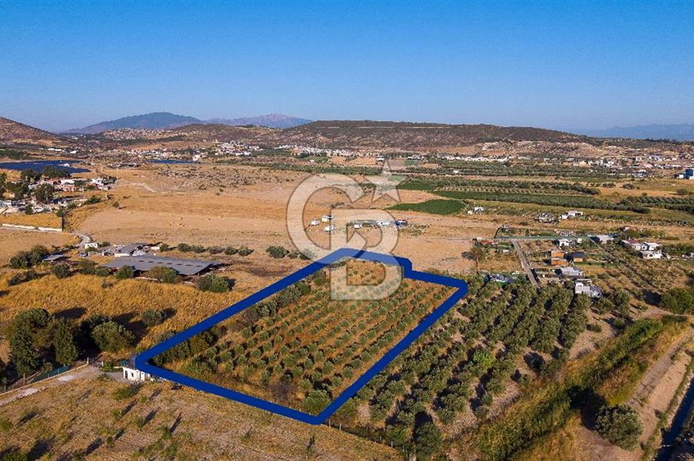 Foça Gerenköy'de Satılık Tek Tapu Tarla