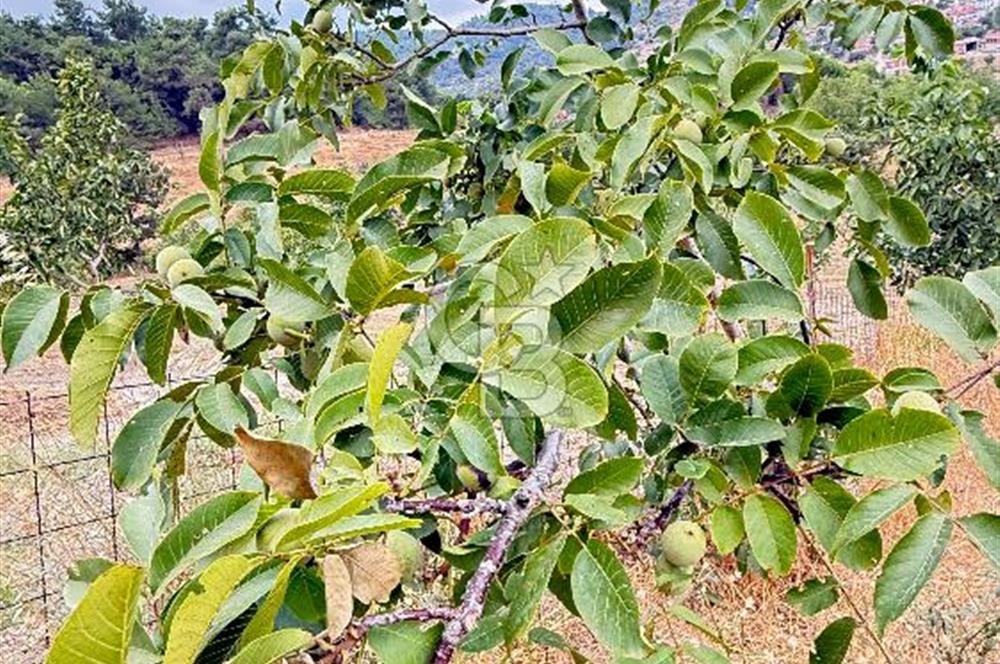 İvrindi Büyükyenice Satılık Tarla