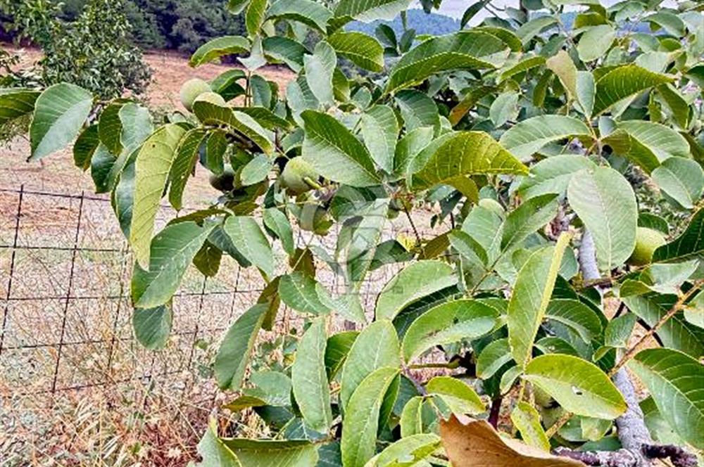 İvrindi Büyükyenice Satılık Tarla