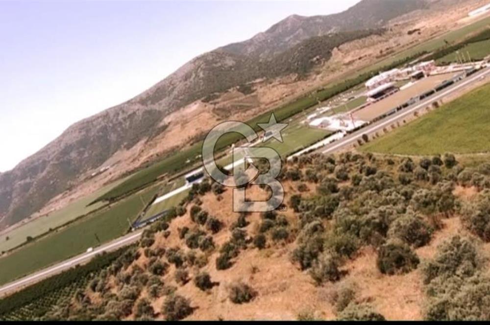 İZMİR TORBALI 153.000.M2 ZEYTİNLİK AYDIN KARAYAOLU KENARI