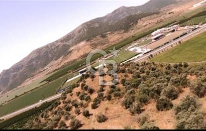 İZMİR TORBALI 153.000.M2 ZEYTİNLİK AYDIN KARAYAOLU KENARI