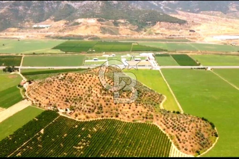 İZMİR TORBALI 153.000.M2 ZEYTİNLİK AYDIN KARAYAOLU KENARI