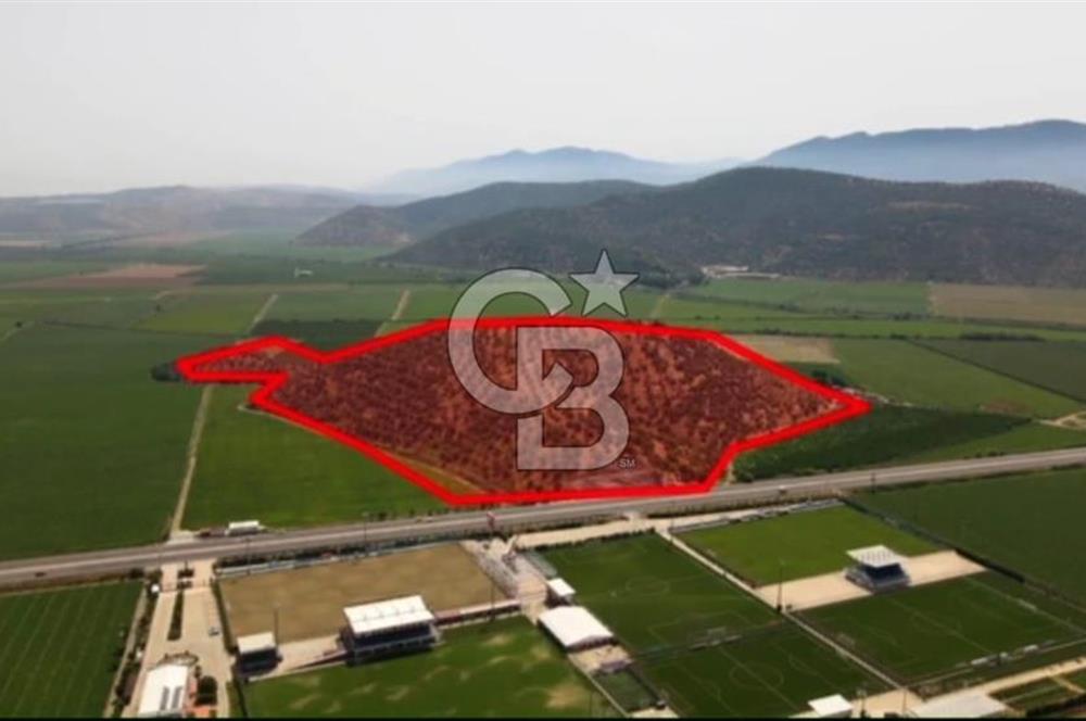 İZMİR TORBALI 153.000.M2 ZEYTİNLİK AYDIN KARAYAOLU KENARI