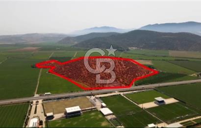İZMİR TORBALI 153.000.M2 ZEYTİNLİK AYDIN KARAYAOLU KENARI