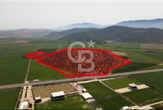 İZMİR TORBALI 153.000.M2 ZEYTİNLİK AYDIN KARAYAOLU KENARI - 4 - 373874
