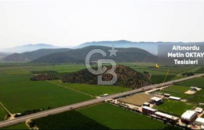 İZMİR TORBALI 153.000.M2 ZEYTİNLİK AYDIN KARAYAOLU KENARI