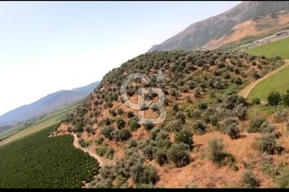 İZMİR TORBALI 153.000.M2 ZEYTİNLİK AYDIN KARAYAOLU KENARI