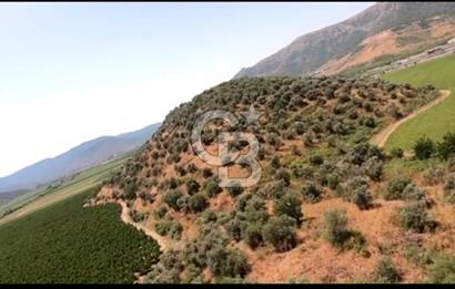 İZMİR TORBALI 153.000.M2 ZEYTİNLİK AYDIN KARAYAOLU KENARI