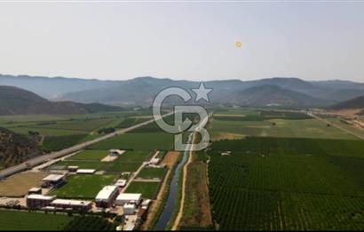 İZMİR TORBALI 153.000.M2 ZEYTİNLİK AYDIN KARAYAOLU KENARI