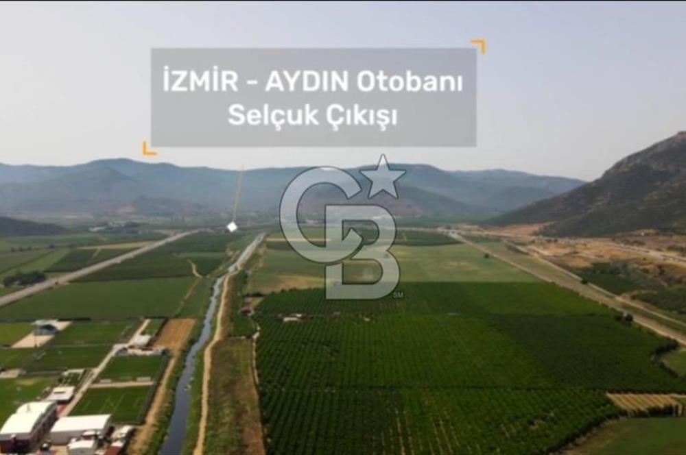 İZMİR TORBALI 153.000.M2 ZEYTİNLİK AYDIN KARAYAOLU KENARI
