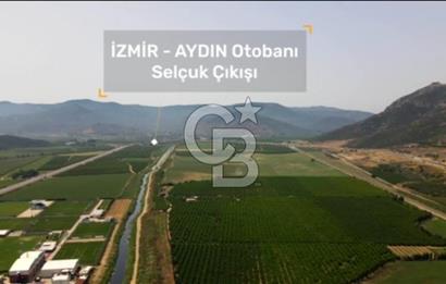 İZMİR TORBALI 153.000.M2 ZEYTİNLİK AYDIN KARAYAOLU KENARI