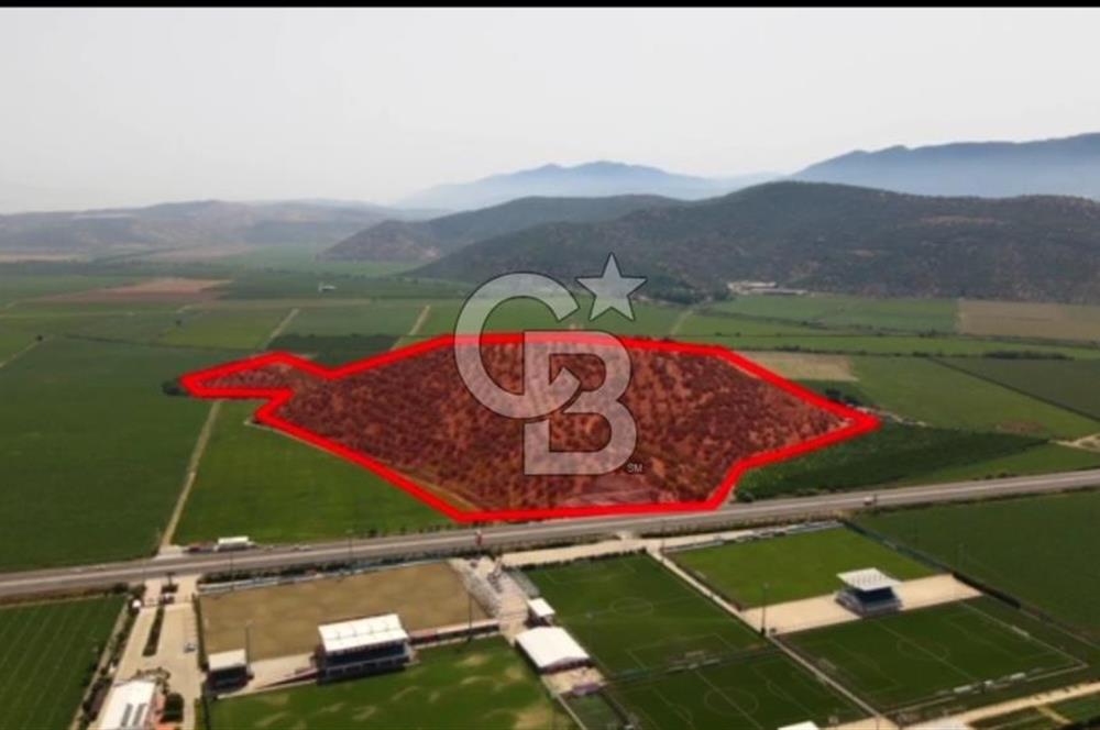 İZMİR TORBALI 153.000.M2 ZEYTİNLİK AYDIN KARAYAOLU KENARI