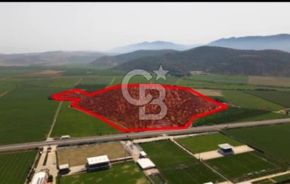 İZMİR TORBALI 153.000.M2 ZEYTİNLİK AYDIN KARAYAOLU KENARI