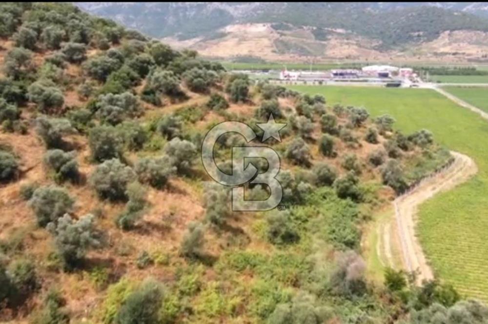 İZMİR TORBALI 153.000.M2 ZEYTİNLİK AYDIN KARAYAOLU KENARI